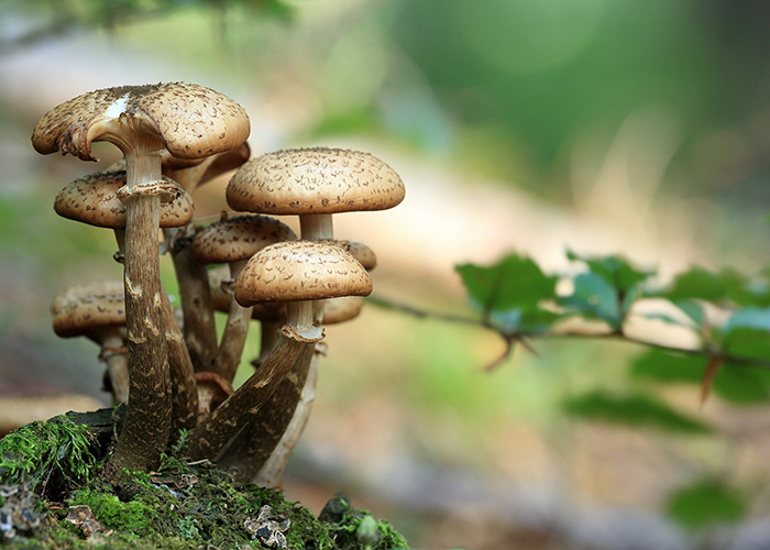 actionfun--events--2025-11-02--manitaroexormisi-arvanitsa