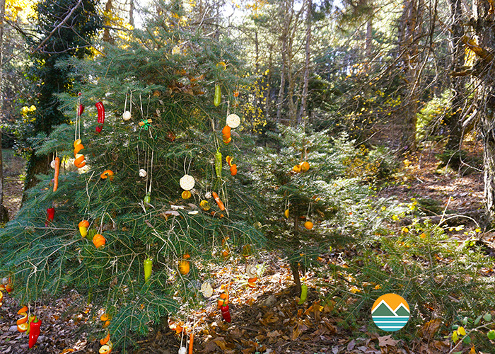 actionfun--events--2025-12-21--stolismos-elatou